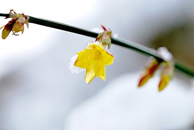 Jasminum nudiflorum - jasmín nahokvětý - detail květu